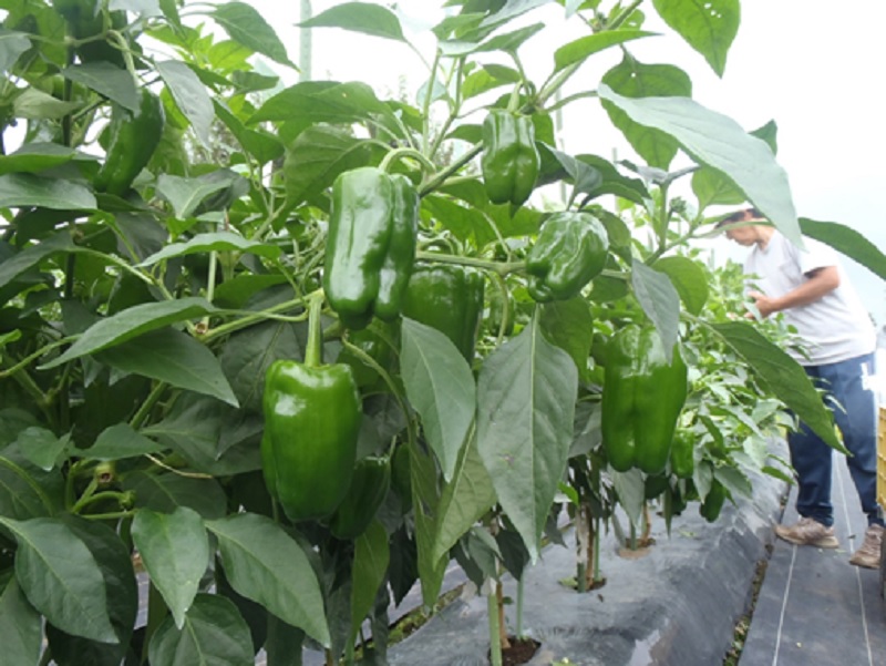 岩手県 ピーマンの主な産地 野菜の生育 出荷等動向 ベジ探