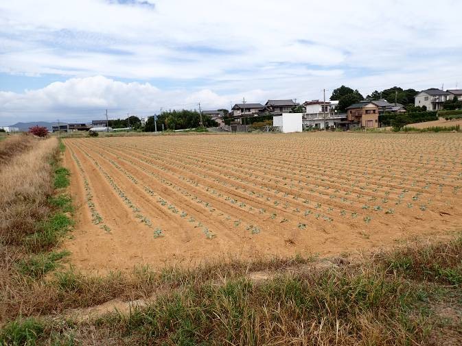 静岡県(冬キャベツ)