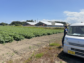 青森県(夏だいこん)