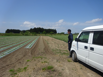 青森県(夏だいこん)