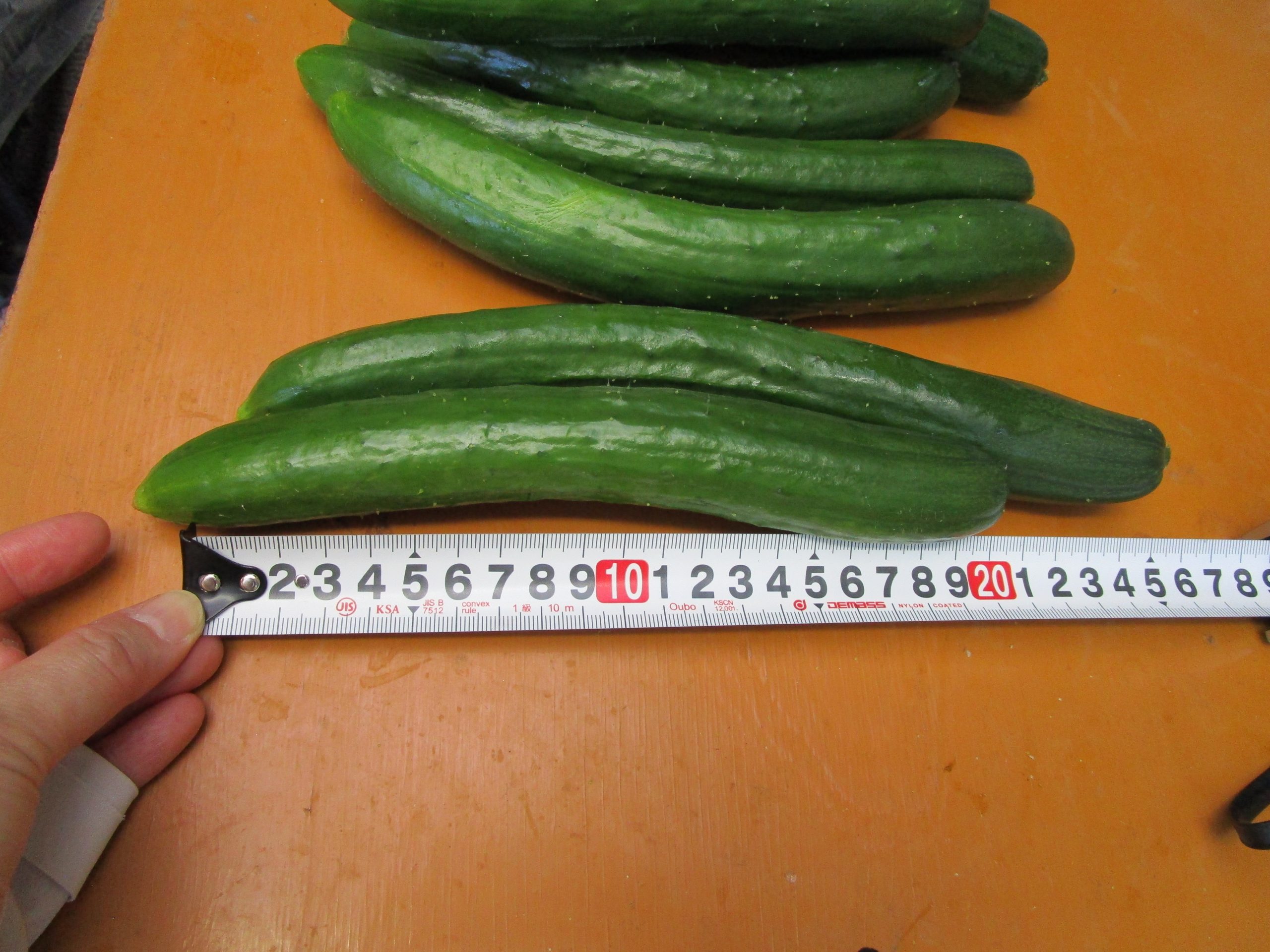 和歌山県(夏秋きゅうり)