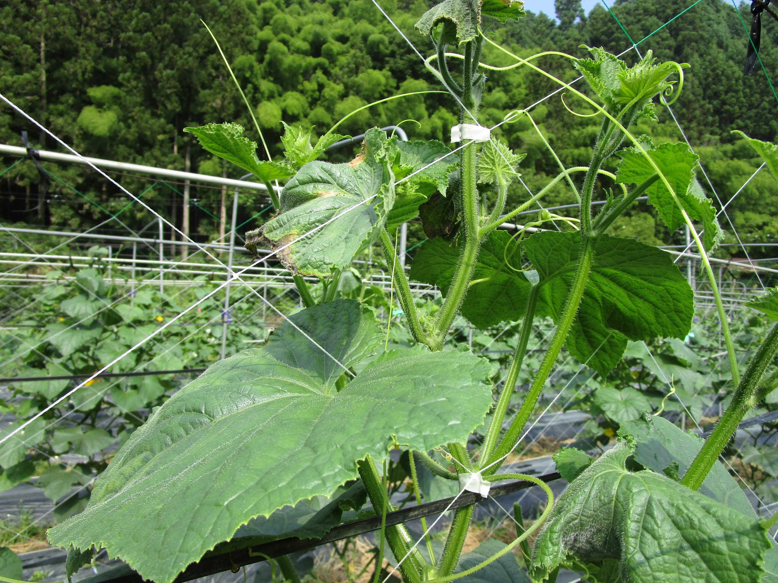 和歌山県(夏秋きゅうり)