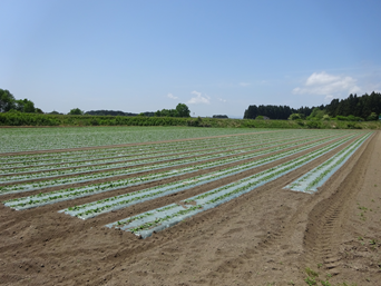 青森県(夏だいこん)
