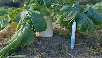 福井県(秋冬だいこん)