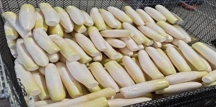 福井県(秋冬だいこん)