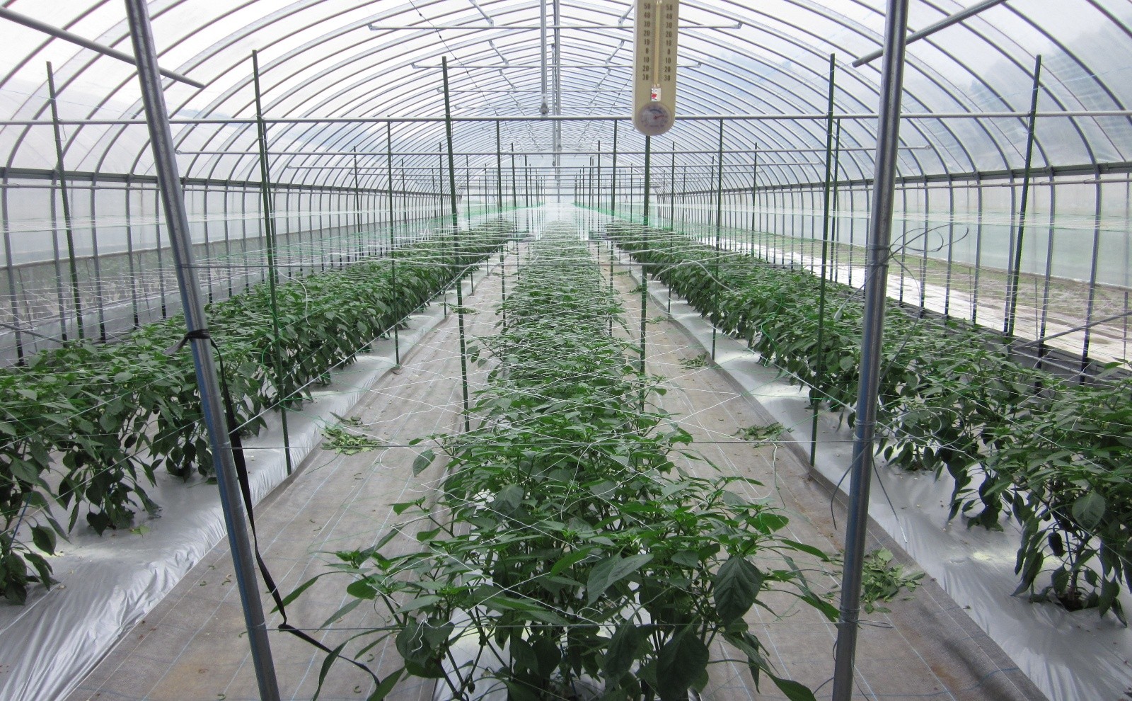 大分県(夏秋ピーマン)