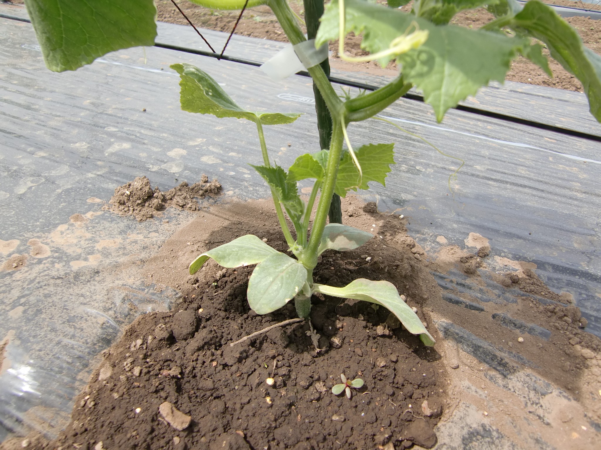 宮城県(夏秋きゅうり)