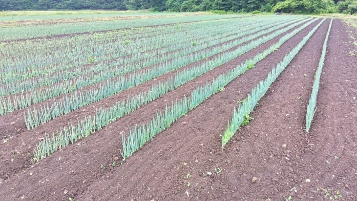 秋田県(秋冬ねぎ)