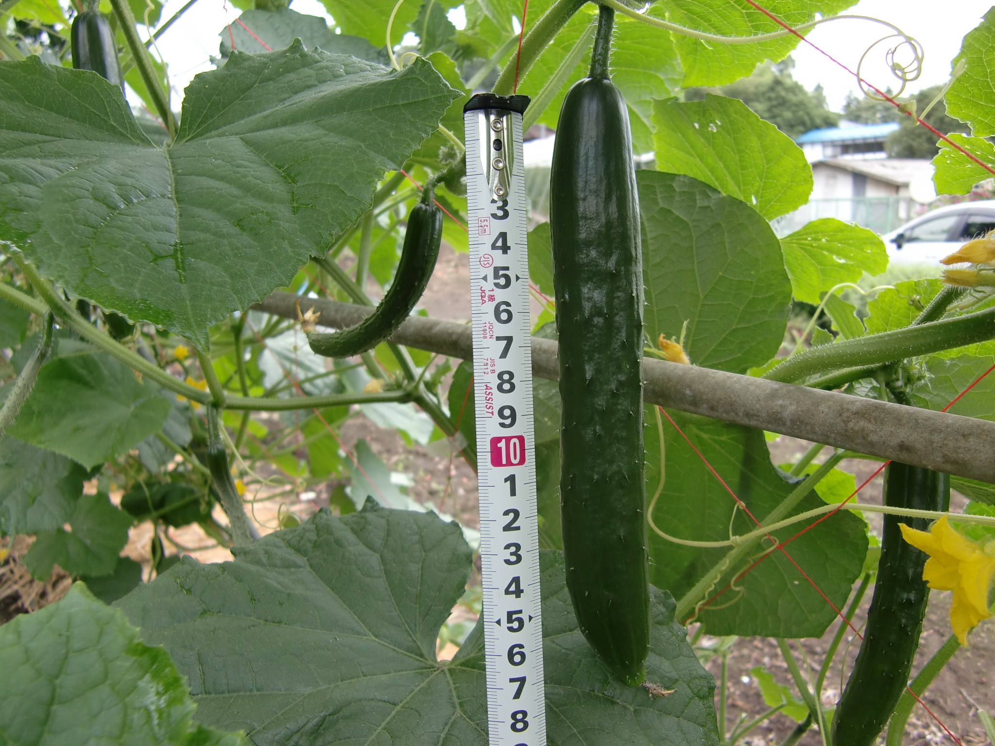 宮城県(夏秋きゅうり)