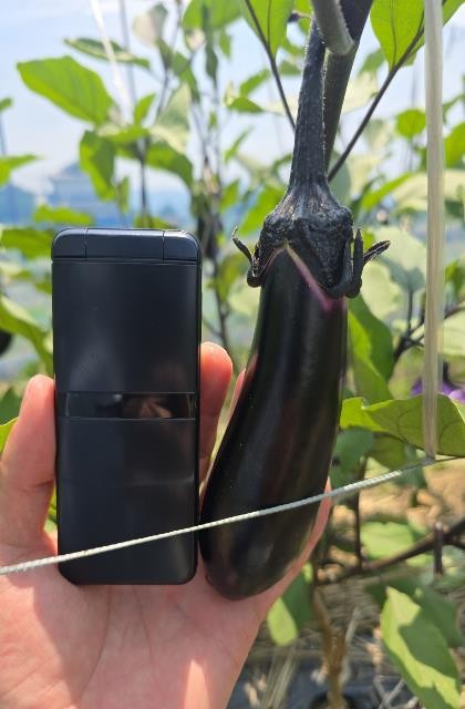 奈良県(夏秋なす)