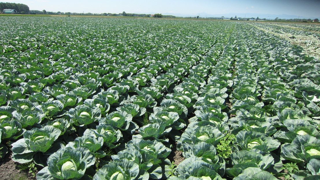北海道(夏秋キャベツ)