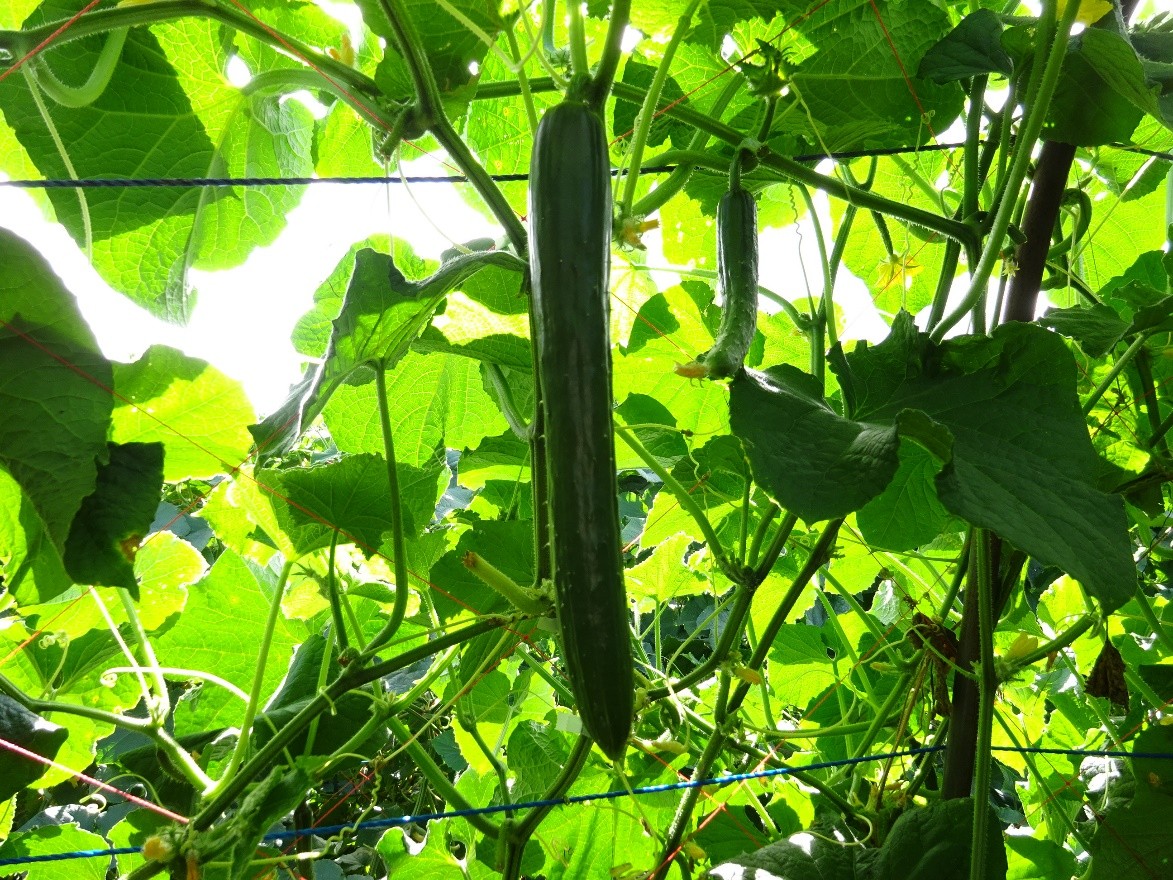 山形県(夏秋きゅうり)