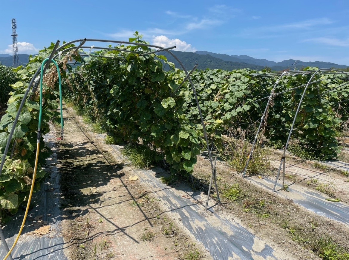 愛媛県(夏秋きゅうり)