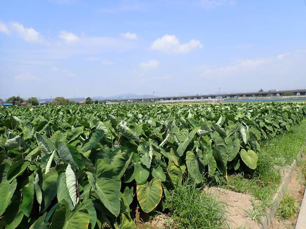 静岡県(秋冬さといも)
