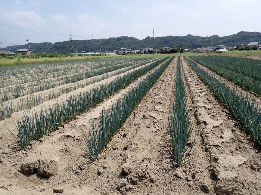 静岡県(秋冬ねぎ)