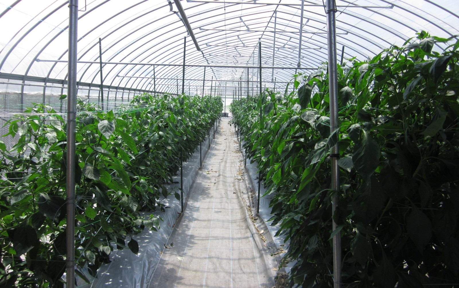 大分県(夏秋ピーマン)