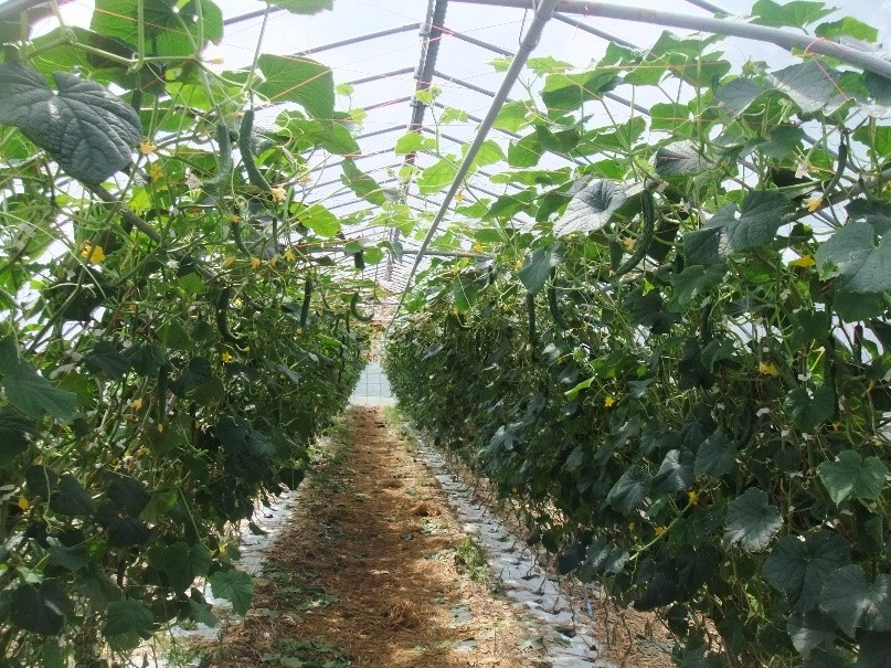 福島県(夏秋きゅうり)