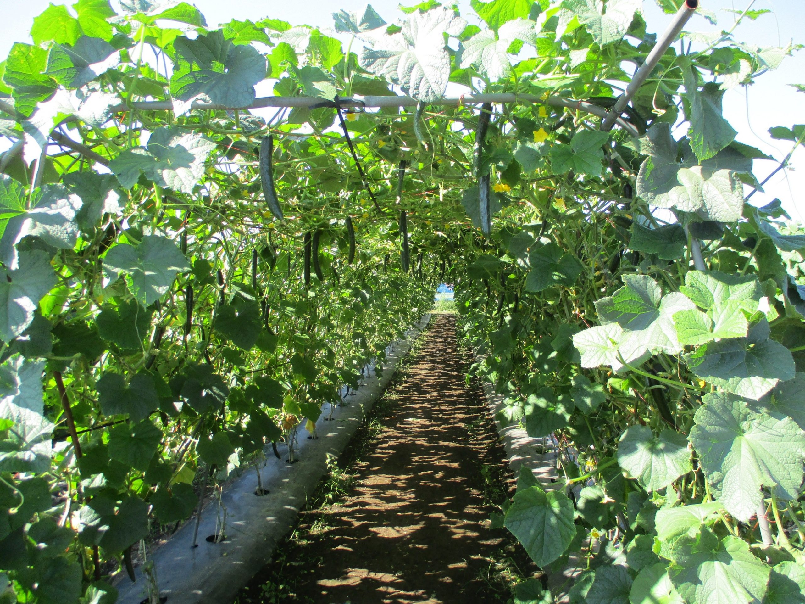 岩手県(夏秋きゅうり)