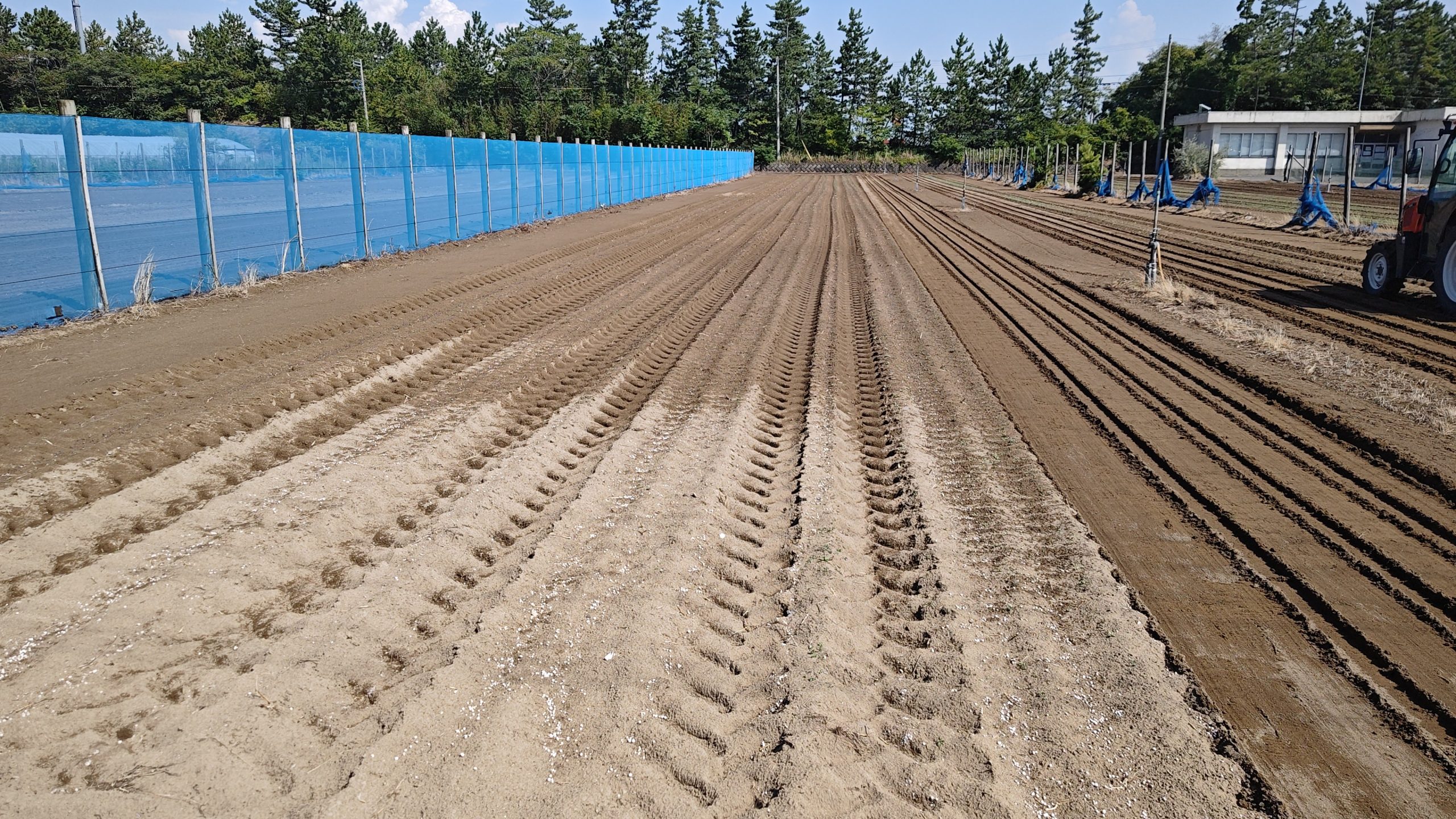 福井県(秋冬だいこん)