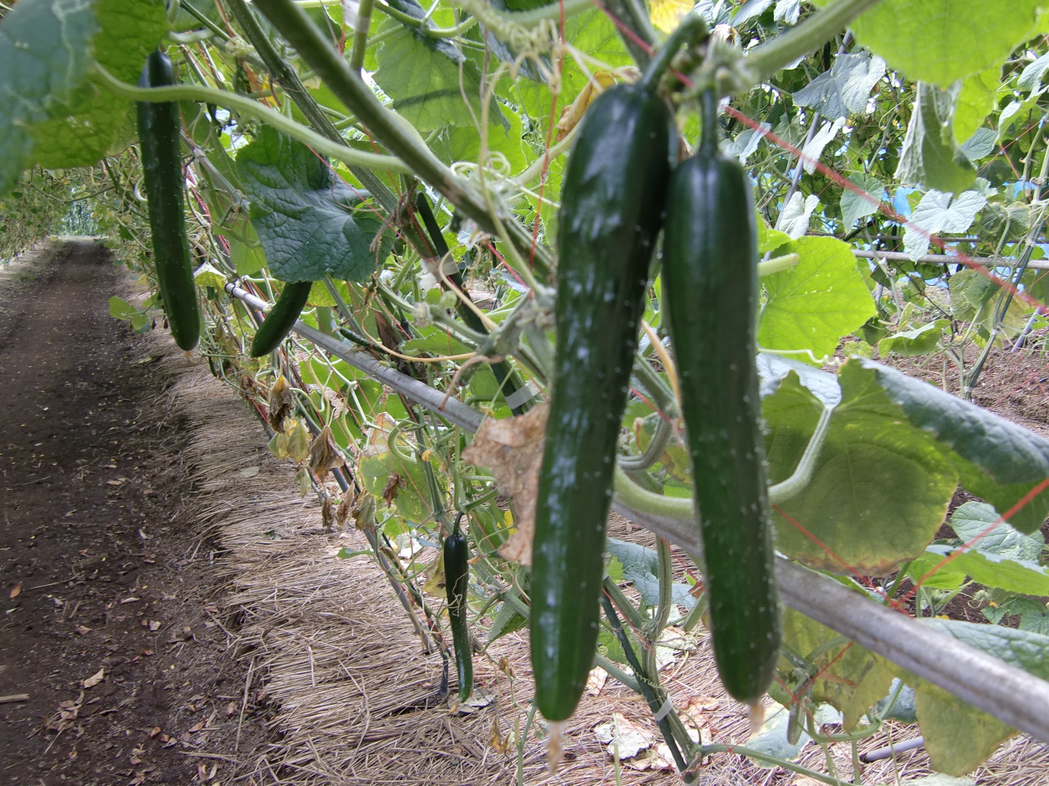 宮城県(夏秋きゅうり)