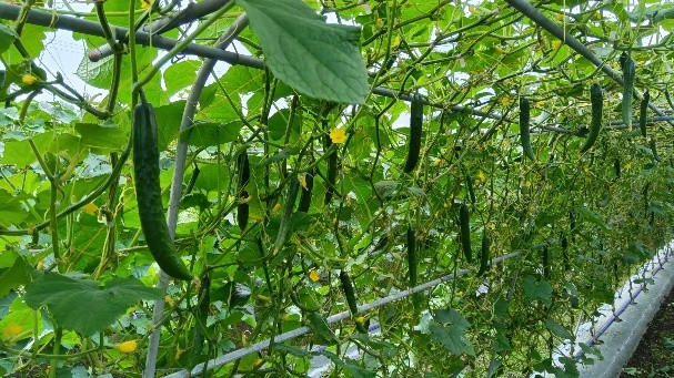 秋田県(夏秋きゅうり)