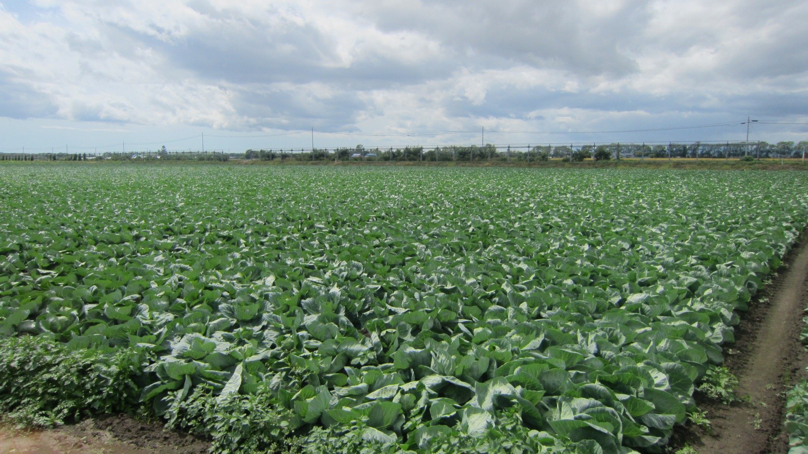 北海道(夏秋キャベツ)