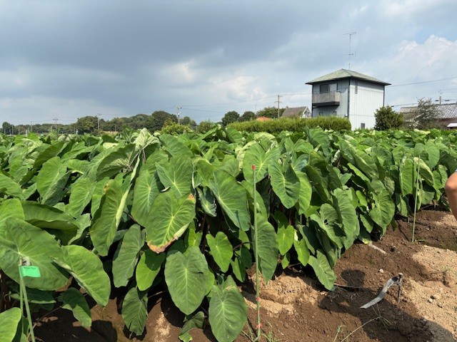 静岡県(秋冬さといも)