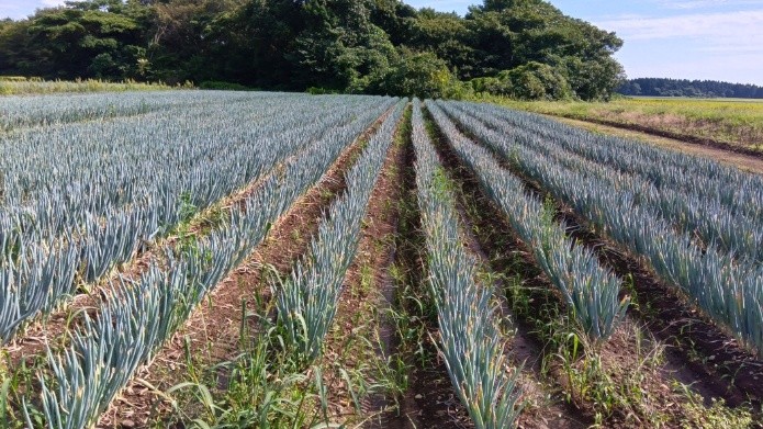 秋田県(秋冬ねぎ)
