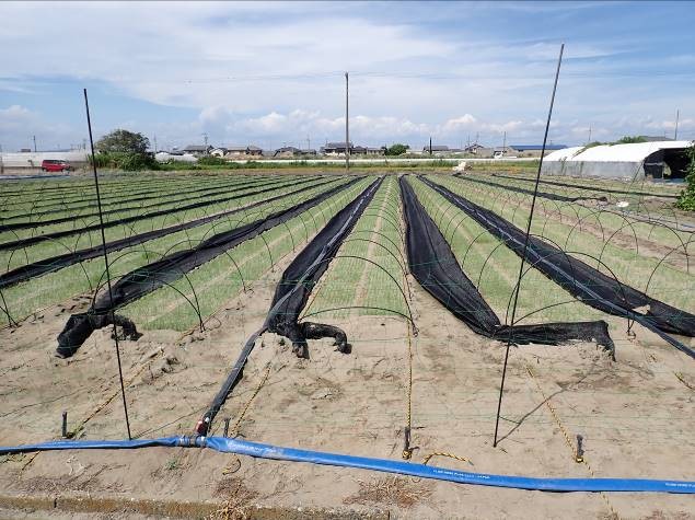 静岡県(たまねぎ)