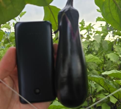 奈良県(夏秋なす)