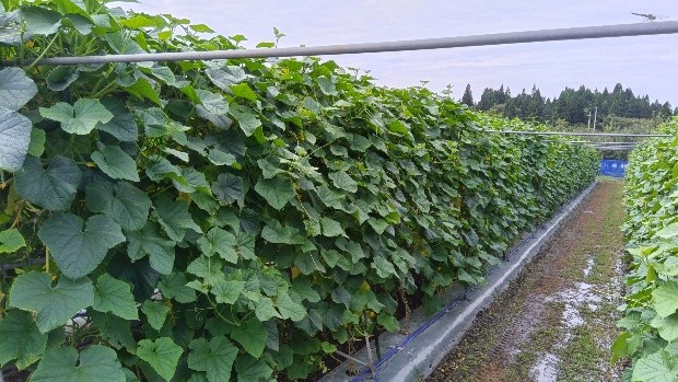 秋田県(夏秋きゅうり)