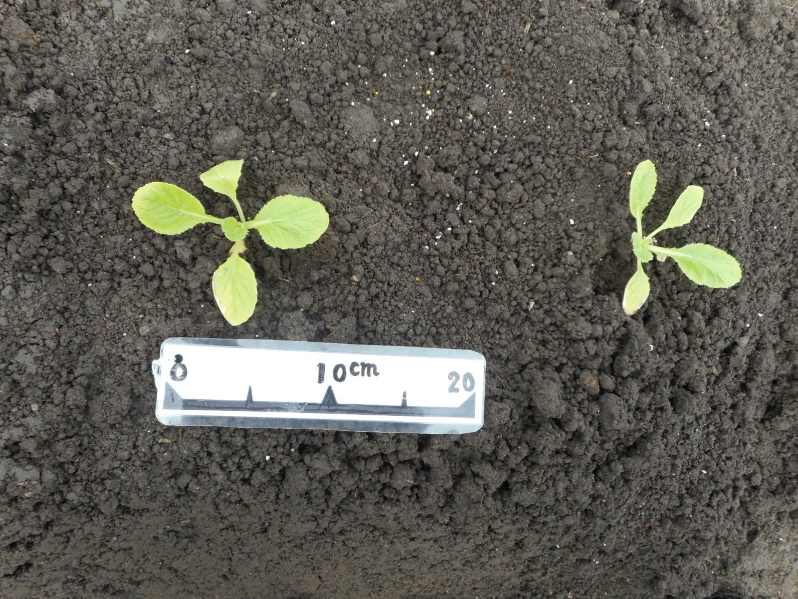 三重県(秋冬はくさい)