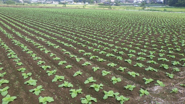 茨城県(秋冬はくさい)