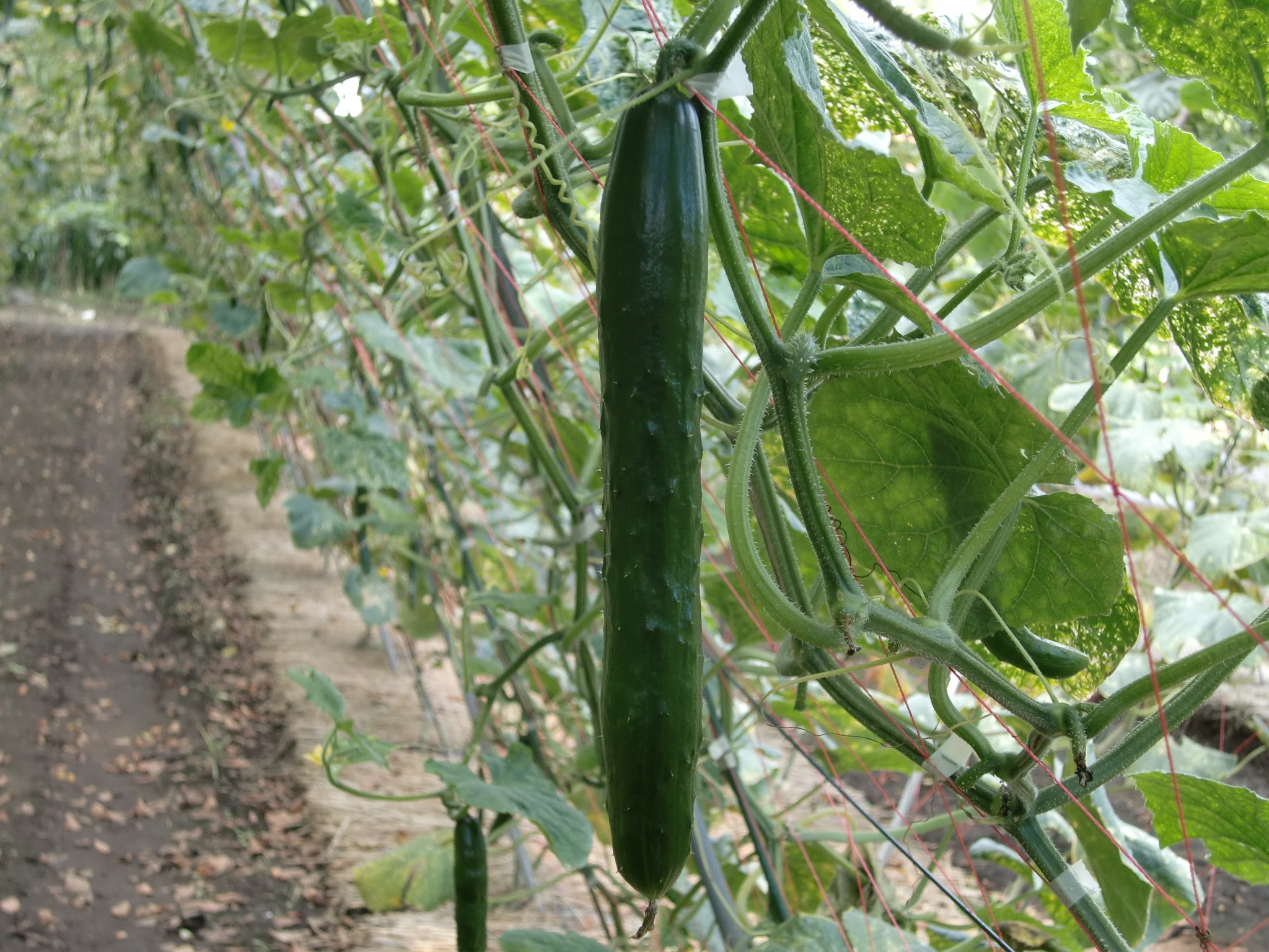 宮城県(夏秋きゅうり)