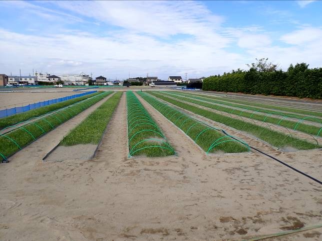 静岡県(たまねぎ)