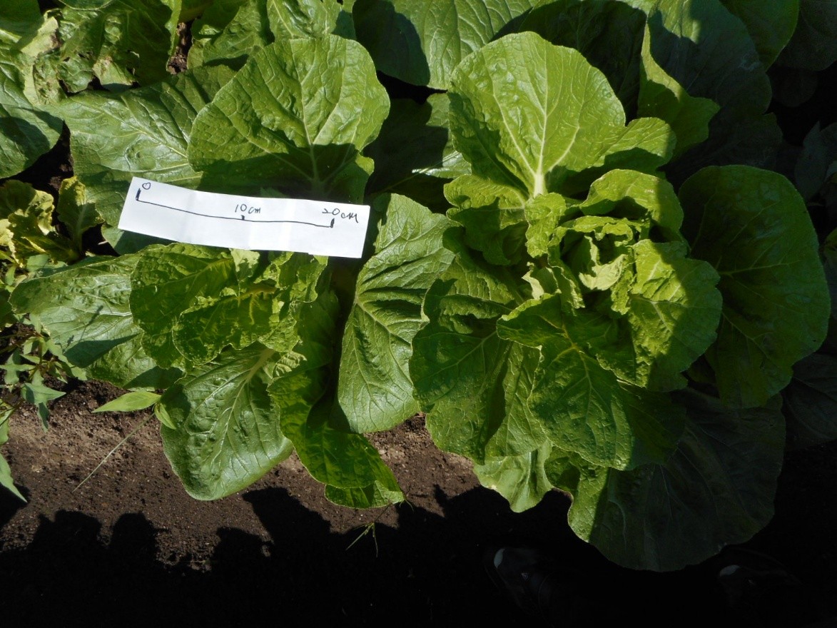 三重県(秋冬はくさい)