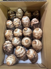 静岡県(秋冬さといも)