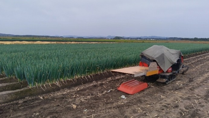 秋田県(秋冬ねぎ)