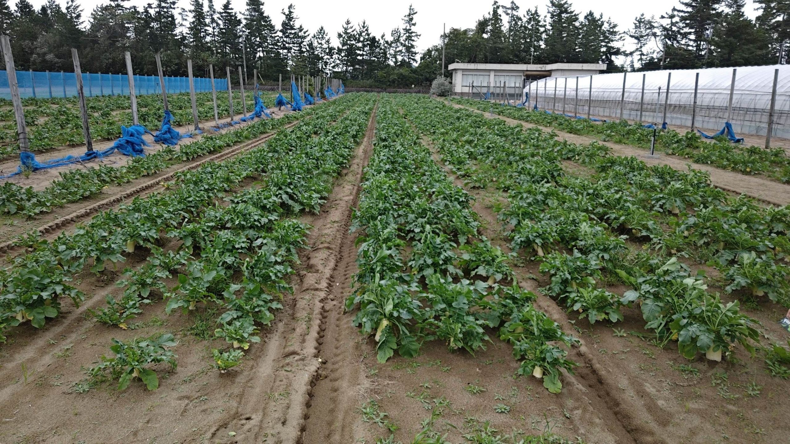 福井県(秋冬だいこん)
