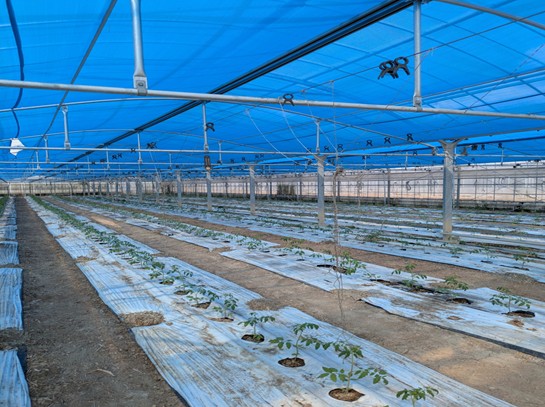 沖縄県(冬春トマト)