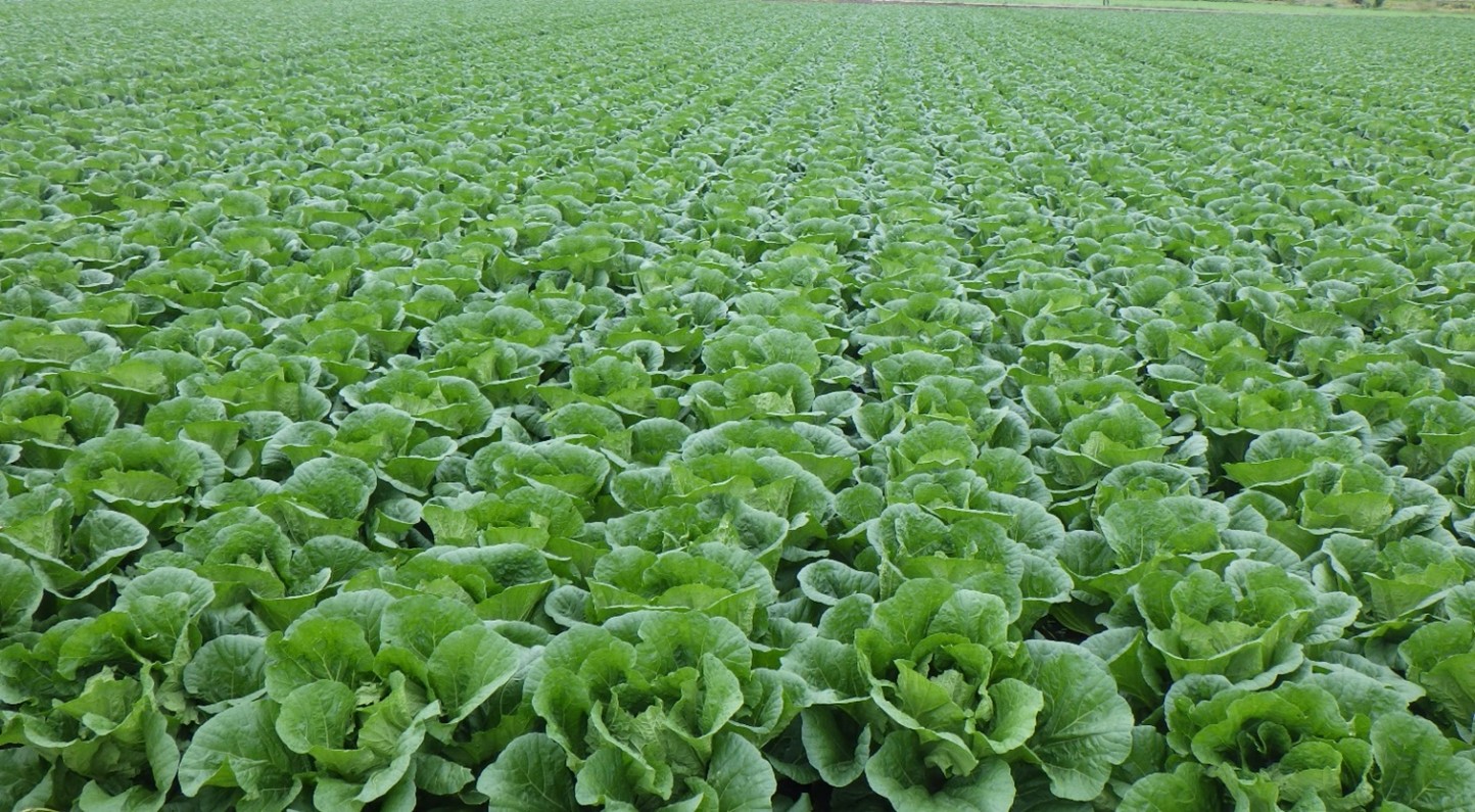 茨城県(秋冬はくさい)