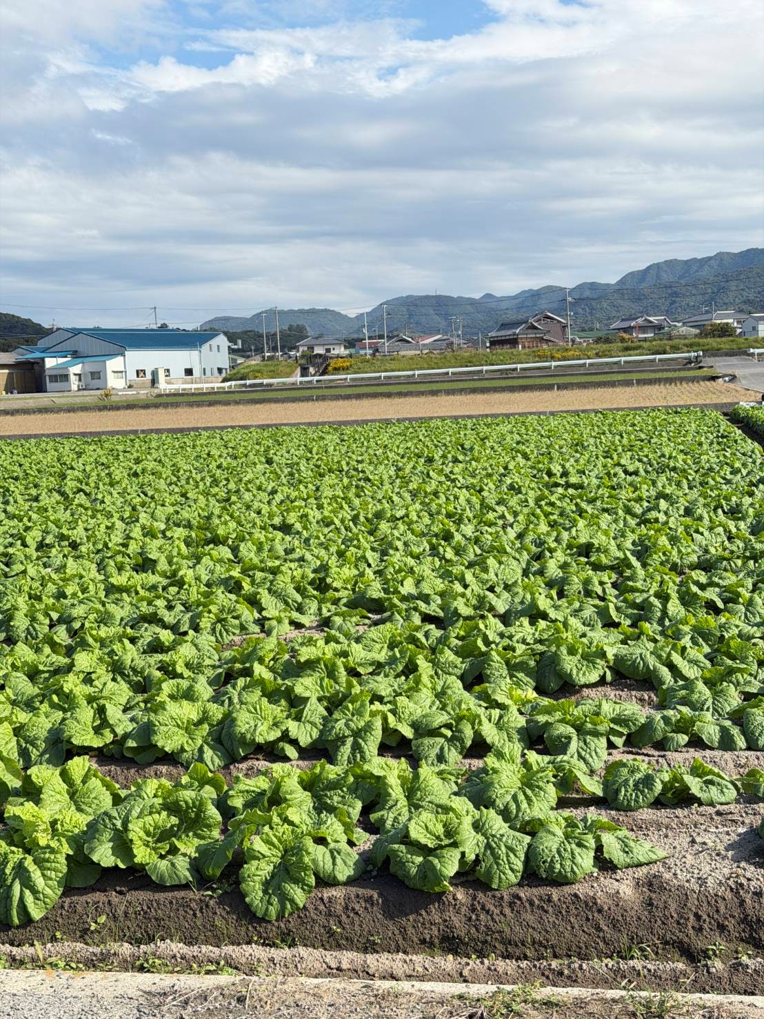 兵庫県(秋冬はくさい)