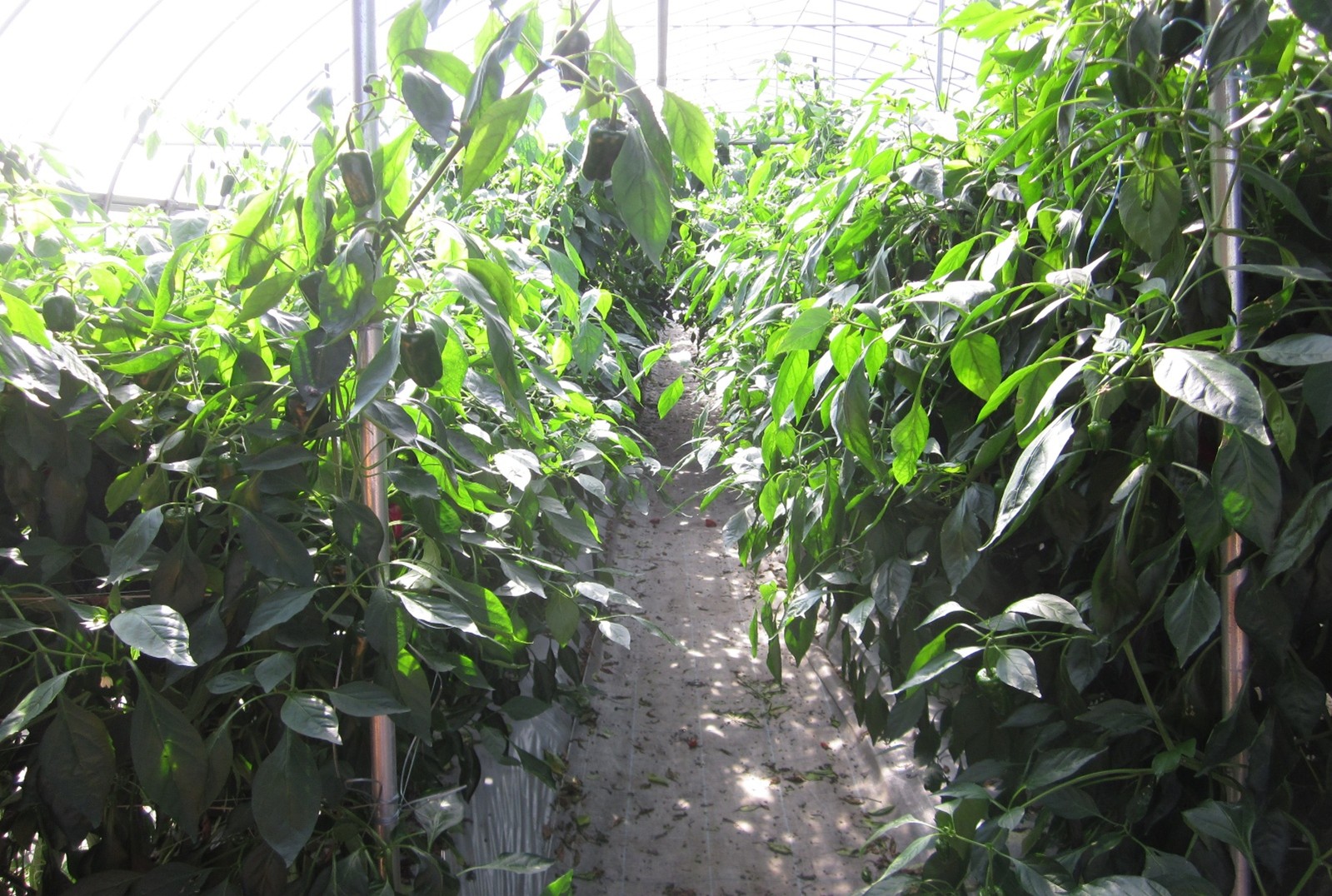 大分県(夏秋ピーマン)