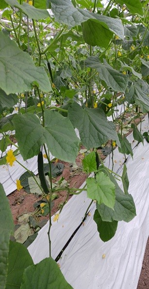 高知県(冬春きゅうり)