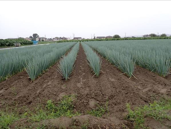 静岡県(秋冬ねぎ)