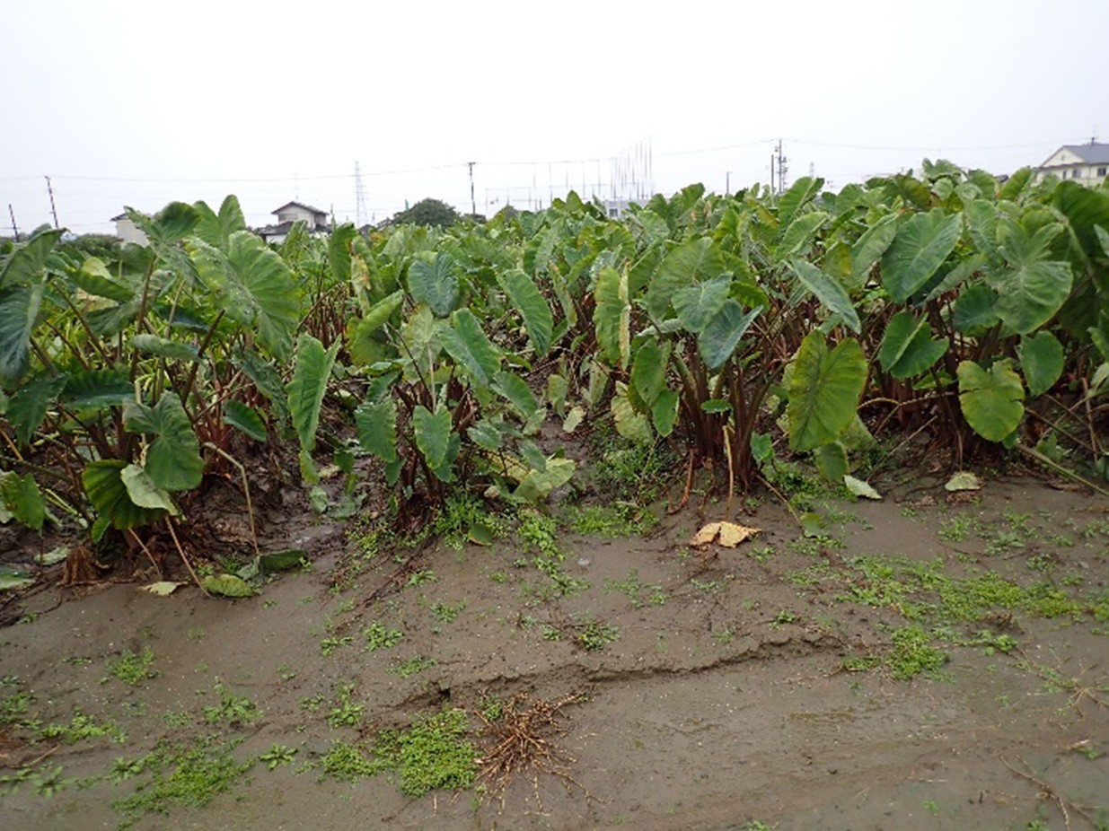 静岡県(秋冬さといも)