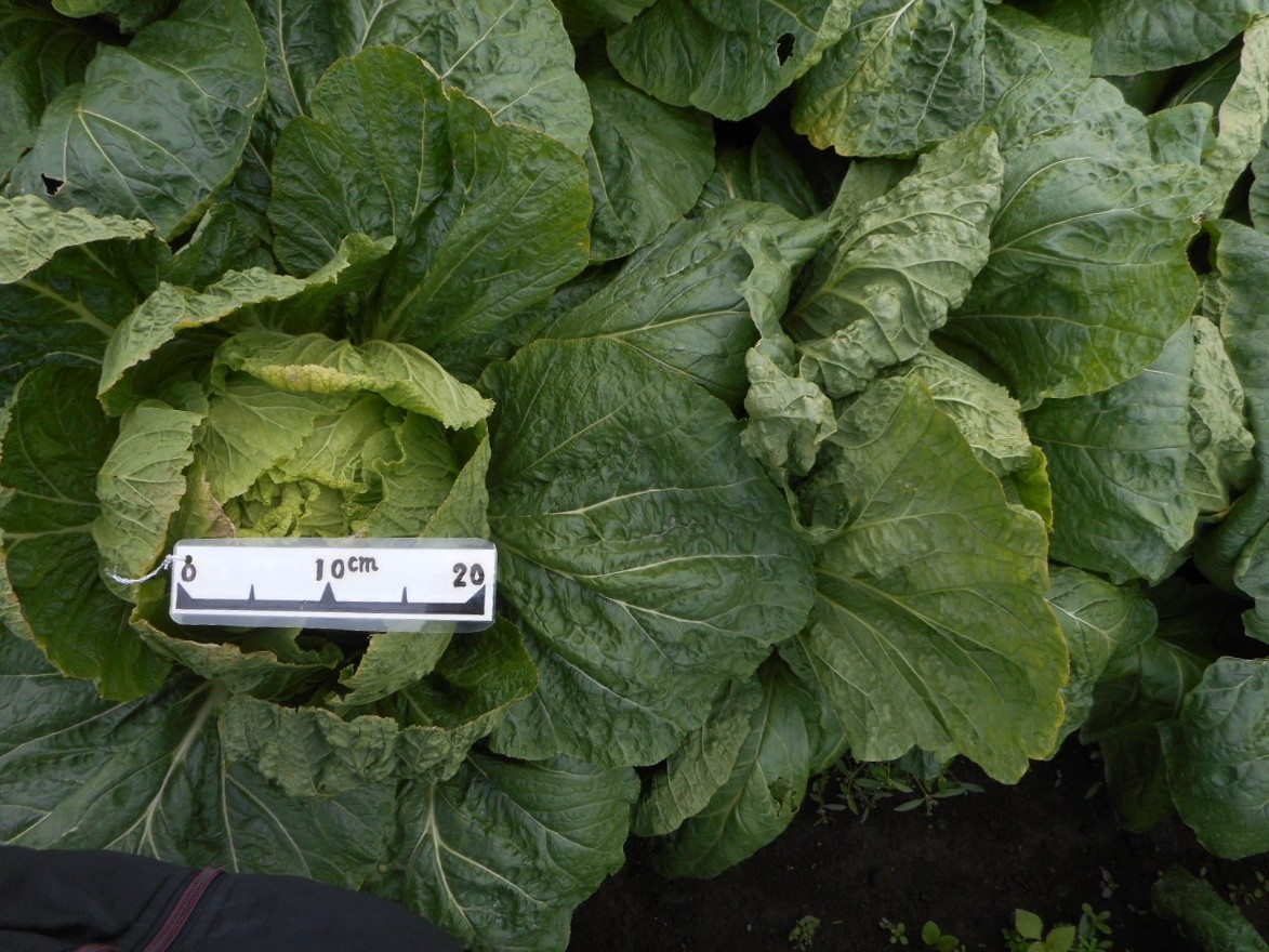 三重県(秋冬はくさい)