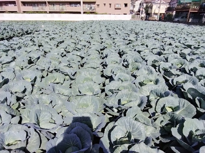 東京都(冬キャベツ)