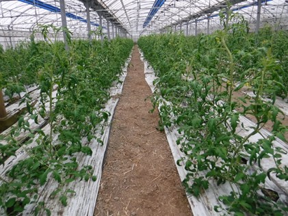 沖縄県(冬春トマト)