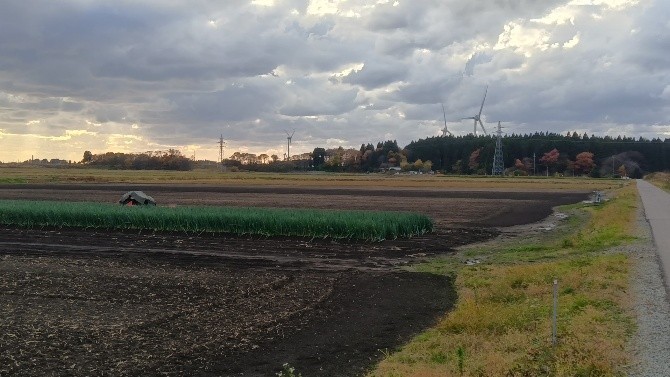 秋田県(秋冬ねぎ)